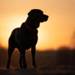 047期开奖结果最新公布,惊喜大奖花落谁家? rgjqs